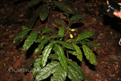 Gomphandra tetrandra